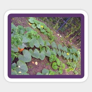 Pumpkin Blossom Foliage & Fruit Sticker